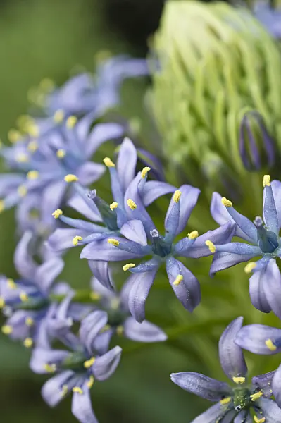 516011 - Portuguese squill (Scilla peruviana)