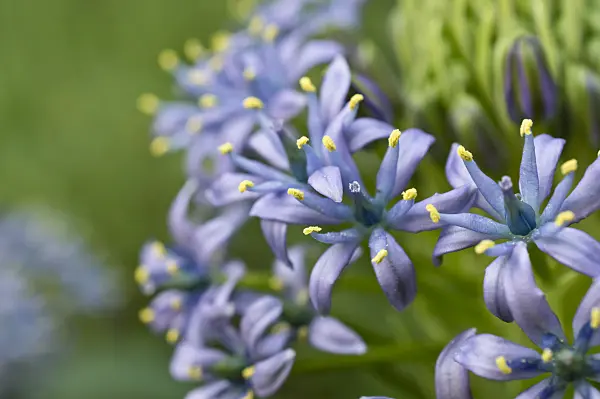516012 - Portuguese squill (Scilla peruviana)