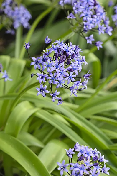 533265 - Portuguese squill (Scilla peruviana)
