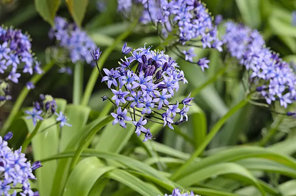 533266 - Portuguese squill (Scilla peruviana)