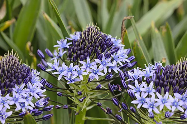 533277 - Portuguese squill (Scilla peruviana)