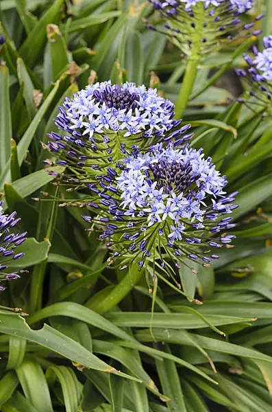 533278 - Portuguese squill (Scilla peruviana)