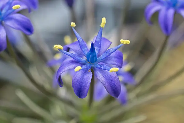 607271 - Portuguese squill (Scilla peruviana)