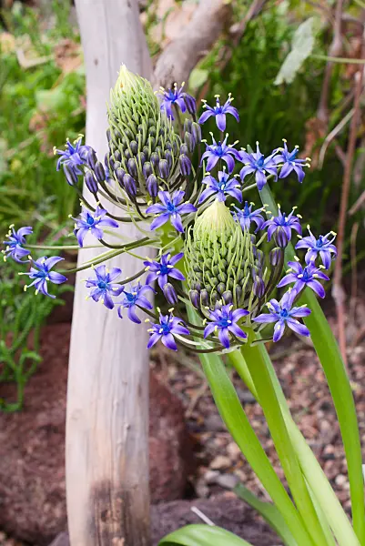 672058 - Portuguese squill (Scilla peruviana)
