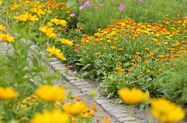 522069 - Pot marigold (Calendula officinalis)