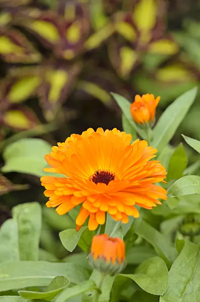 534107 - Pot marigold (Calendula officinalis)