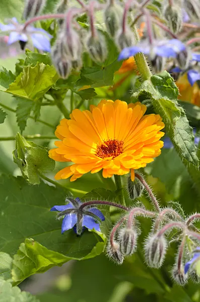 534404 - Pot marigold (Calendula officinalis) and borage (Borago officinalis)