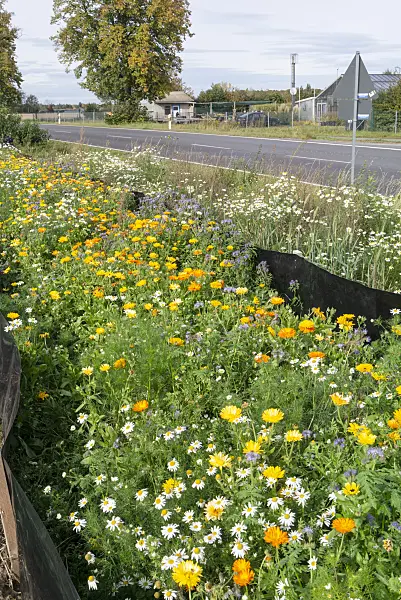 625092 - Pot marigold (Calendula officinalis), German chanomile (Matricaria recutita syn. Matricaria chamomilla) and Phacelia
