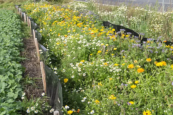 625093 - Pot marigold (Calendula officinalis), German chanomile (Matricaria recutita syn. Matricaria chamomilla) and Phacelia