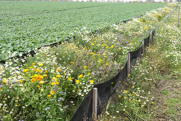 625094 - Pot marigold (Calendula officinalis), German chanomile (Matricaria recutita syn. Matricaria chamomilla) and Phacelia