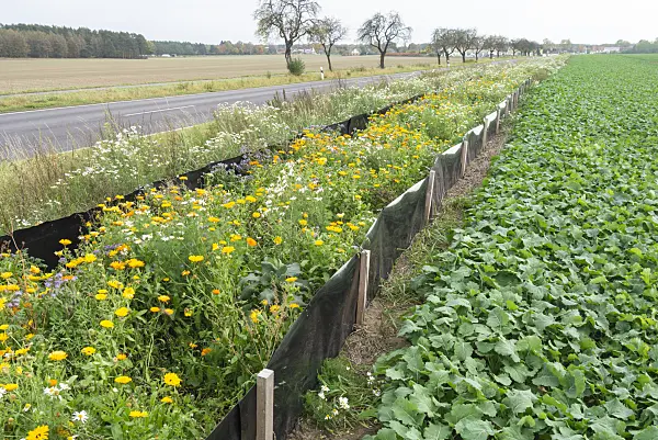 625096 - Pot marigold (Calendula officinalis), German chanomile (Matricaria recutita syn. Matricaria chamomilla) and Phacelia