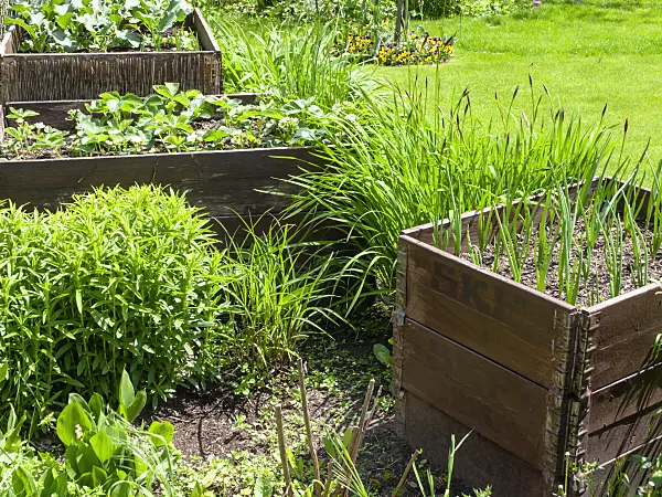 484356 - Potager surélevé
