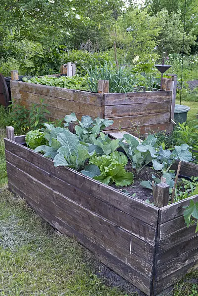 608132 - Potager surélevé en bois avec des légumes