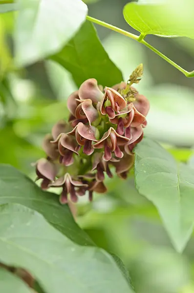 536171 - Potato bean (Apios americana)