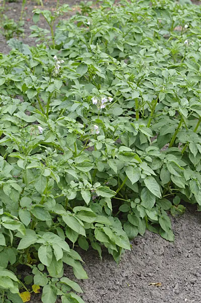 485120 - Potato (Solanum tuberosum)