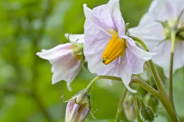498332 - Potato (Solanum tuberosum)