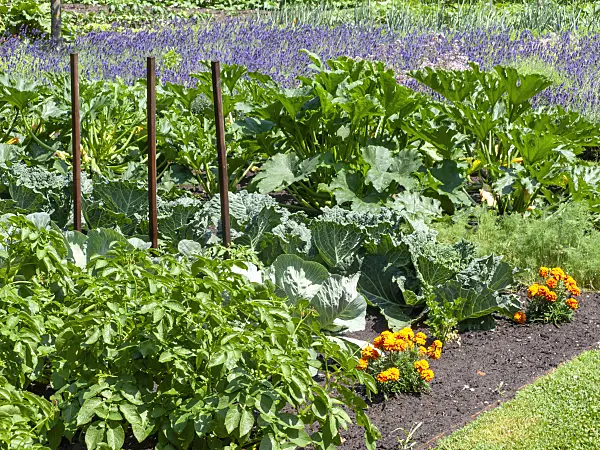 486248 - Potato (Solanum tuberosum), savoy cabbage (Brassica oleracea var. sabauda), zucchini (Cucurbita pepo convar. giromontiina) and marigold (Tagetes)