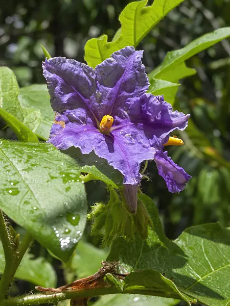 411025 - Potato tree (Solanum wrightii)