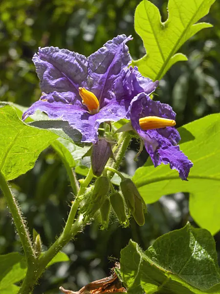 411026 - Potato tree (Solanum wrightii)