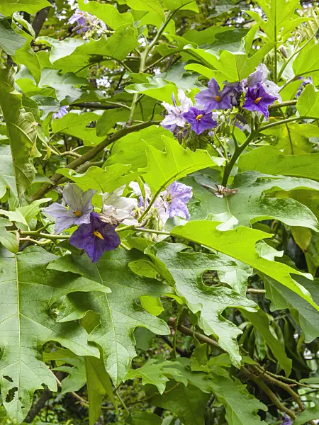 411148 - Potato tree (Solanum wrightii)