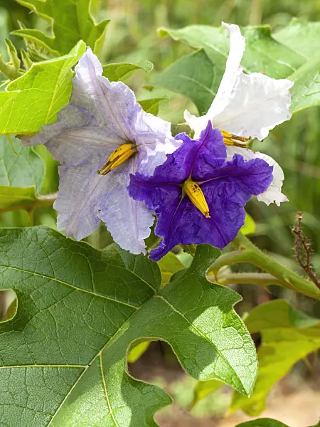 434202 - Potato tree (Solanum wrightii)