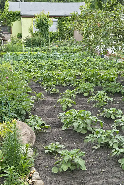 532027 - Potatoes (Solanum tuberosum) in an allotment garden