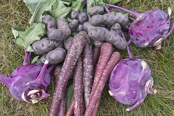 576008 - Potatoes (Solanum tuberosum 'Violetta'), carrots (Daucus carota subsp. sativus) and kohlrabi (Brassica oleracea var. gongyloides)