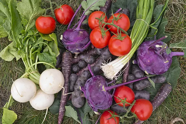 576010 - Potatoes (Solanum tuberosum 'Violetta'), carrots (Daucus carota subsp. sativus), kohlrabi (Brassica oleracea var. gongyloides) and tomatoes (Lycopersicon esculentum)