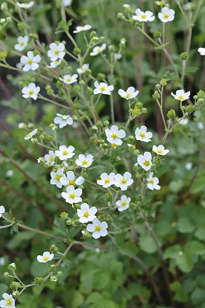 485022 - Potentille des rochers (Potentilla rupestris)