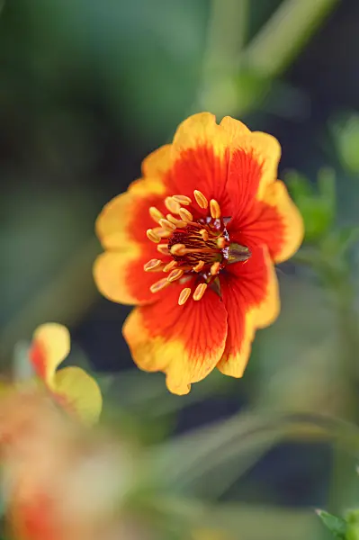 486221 - Potentille du Népal (Potentilla nepalensis 'Flammenspiel')