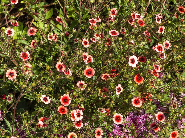 439246 - Potentille du Népal (Potentilla nepalensis 'Helen Jane')