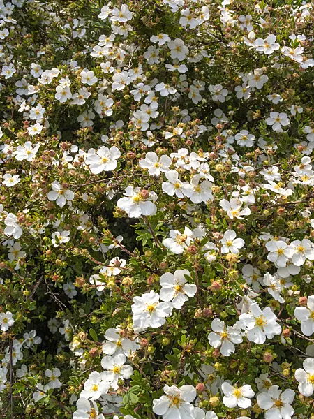 414029 - Potentille frutescente (Potentilla fruticosa)