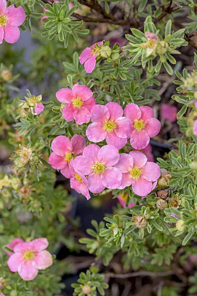 575205 - Potentille frutescente (Potentilla fruticosa 'Bellissima')