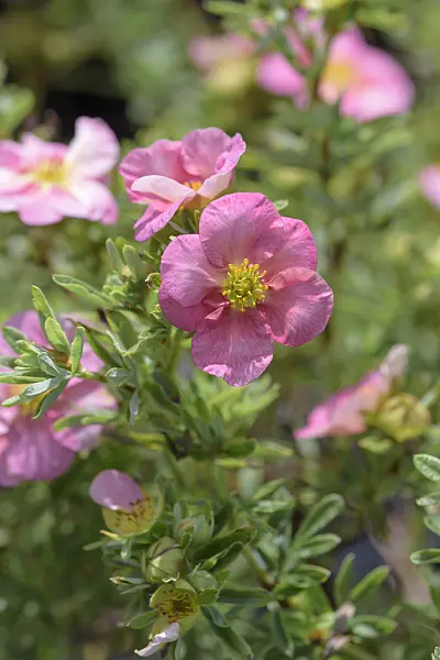 575206 - Potentille frutescente (Potentilla fruticosa 'Bellissima')