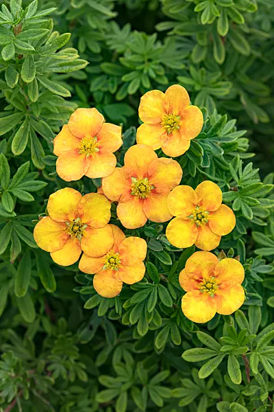 675296 - Potentille frutescente (Potentilla fruticosa 'Mango Tango')