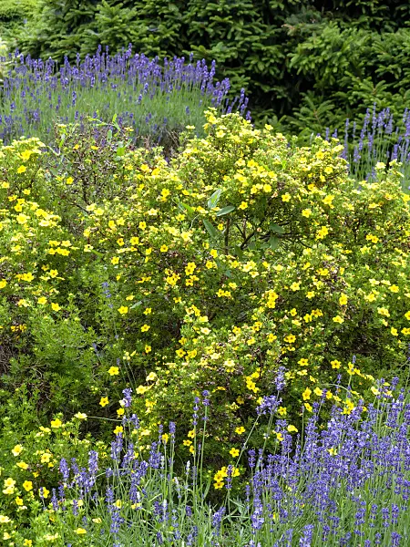438303 - Potentille frutescente (Potentilla fruticosa var. arbuscula)
