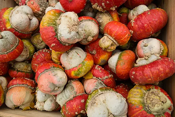 672008 - Potiron (Cucurbita maxima 'Bischofsmütze')