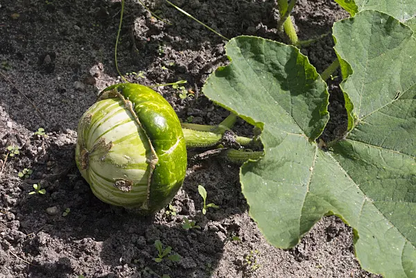 573012 - Potiron (Cucurbita maxima convar. turbaniformis)