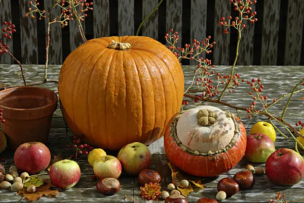 460025 - Potiron (Cucurbita maxima), pommier domestique (Malus x domestica), rosier multiflore (Rosa multiflora) et marronnier commun (Aesculus hippocastanum)