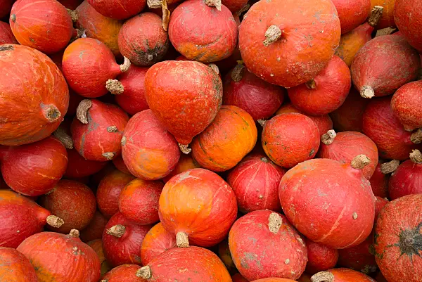 672010 - Potiron d'Hokkaido (Cucurbita maxima 'Hokkaido')