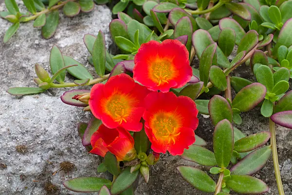 672004 - Pourpier (Portulaca umbraticola)