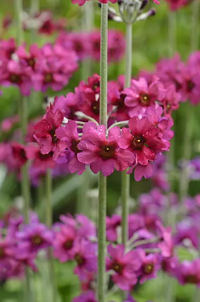 484205 - Powdered primrose (Primula pulverulenta)