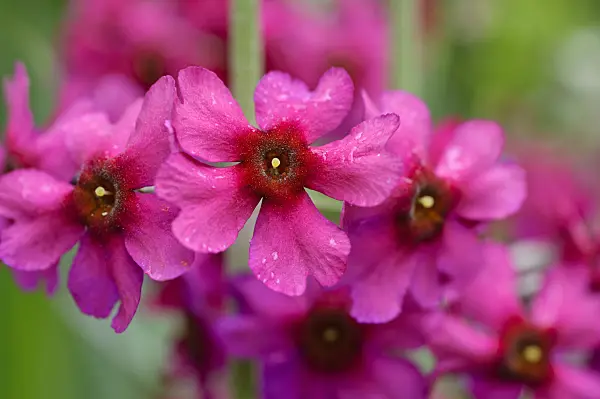 484206 - Powdered primrose (Primula pulverulenta)