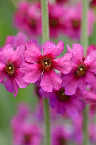 484207 - Powdered primrose (Primula pulverulenta)
