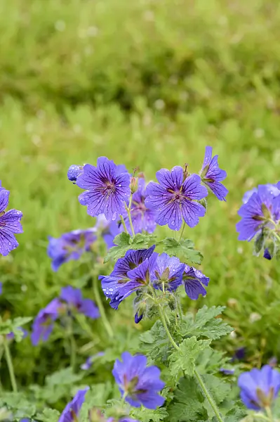 593087 - Prächtiger Storchschnabel (Geranium x magnificum 'Rosemoor')