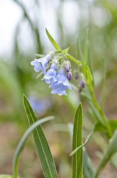508399 - Prairie bluebells (Mertensia lanceolata)