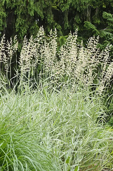 485066 - Prairie cord grass (Spartina pectinata 'Aureomarginata')