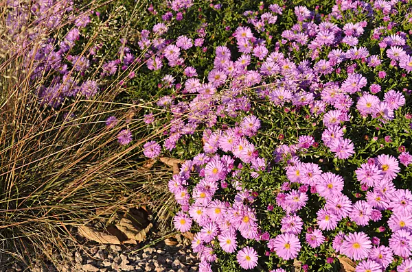 501004 - Prairie dropseed (Sporobolus heterolepis) and bushy aster (Aster dumosus 'Rosenwichtel')