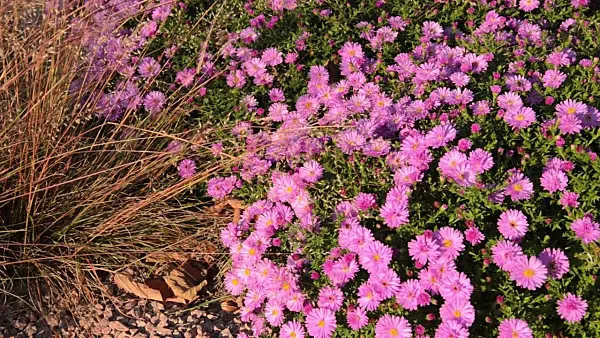 501007 - Prairie dropseed (Sporobolus heterolepis) and bushy aster (Aster dumosus 'Rosenwichtel')