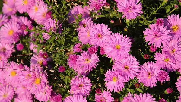 501008 - Prairie dropseed (Sporobolus heterolepis) and bushy aster (Aster dumosus 'Rosenwichtel')